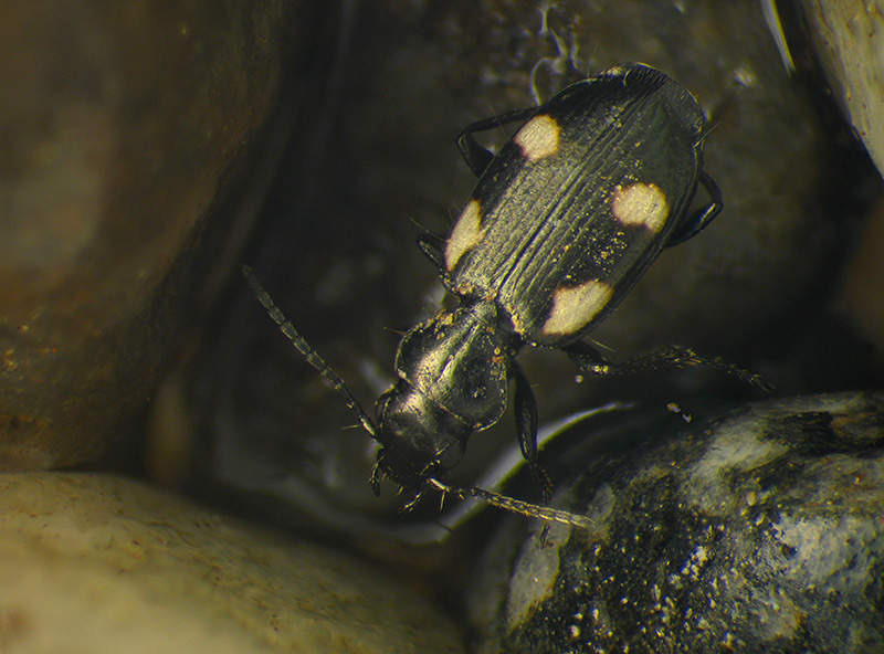 carabidae: Bembidion quadrimaculatum? No, Lionychus quadrillum